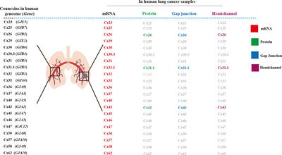 Connexins in Lung Cancer and Brain Metastasis